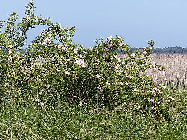 Foto:: Wanderung / Niechorze / 04.06.2019 (Foto,Fotos,Bilder,Bild,)