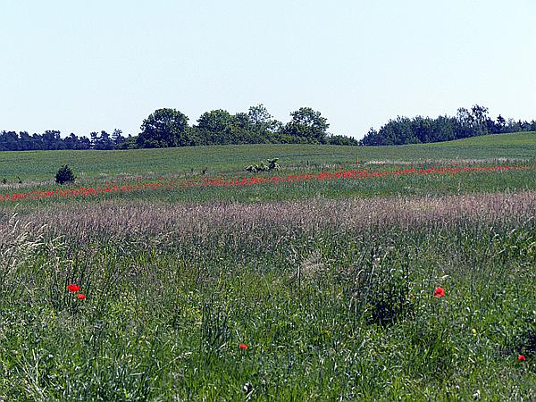 Foto:: Wanderung / Talty - Skorupki / 09.06.2019 (Foto,Fotos,Bilder,Bild,)