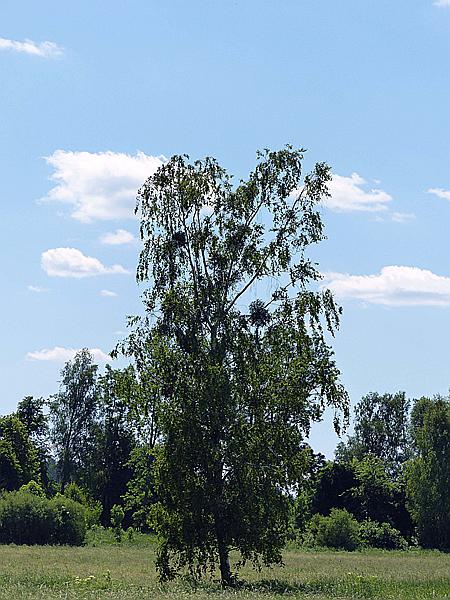Foto:: Wanderung / Talty - Skorupki / 09.06.2019 (Foto,Fotos,Bilder,Bild,)