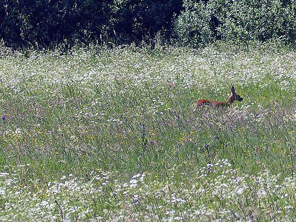 Foto:: Wanderung / Talty - Skorupki / 09.06.2019 (Foto,Fotos,Bilder,Bild,)