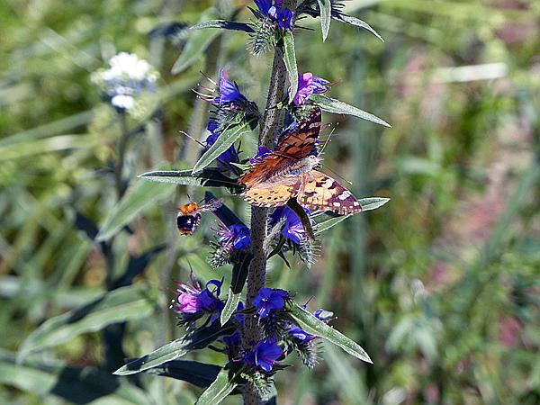 Foto:: Wanderung / Talty - Skorupki / 09.06.2019 (Foto,Fotos,Bilder,Bild,)