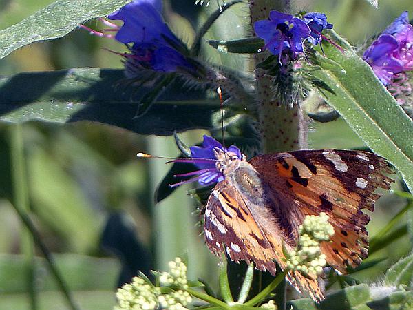 Foto:: Wanderung / Talty - Skorupki / 09.06.2019 (Foto,Fotos,Bilder,Bild,)