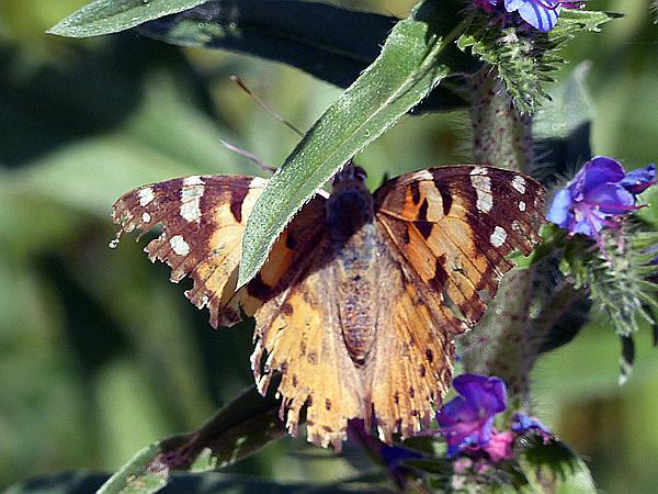Foto:: Wanderung / Talty - Skorupki / 09.06.2019 (Foto,Fotos,Bilder,Bild,)