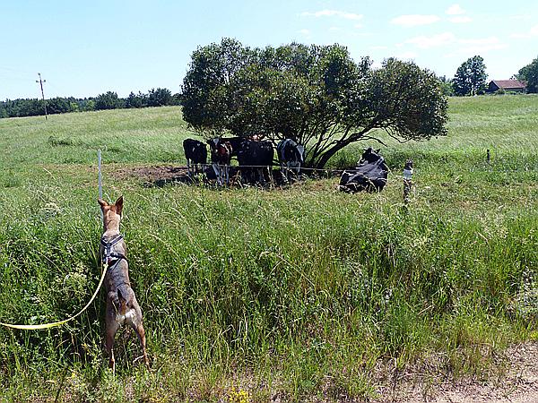 Foto:: Wanderung / Talty - Skorupki / 09.06.2019 (Foto,Fotos,Bilder,Bild,)
