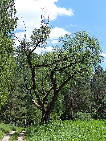 Foto:: Wanderung / Talty - Skorupki / 09.06.2019 (Foto,Fotos,Bilder,Bild,)