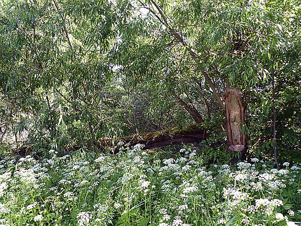 Foto:: Wanderung / Luknajno / 10.06.2019 (Foto,Fotos,Bilder,Bild,)
