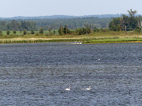 Foto:: Wanderung / Luknajno / 10.06.2019 (Foto,Fotos,Bilder,Bild,)