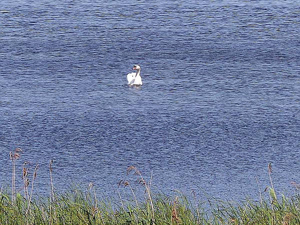 Foto:: Wanderung / Luknajno / 10.06.2019 (Foto,Fotos,Bilder,Bild,)