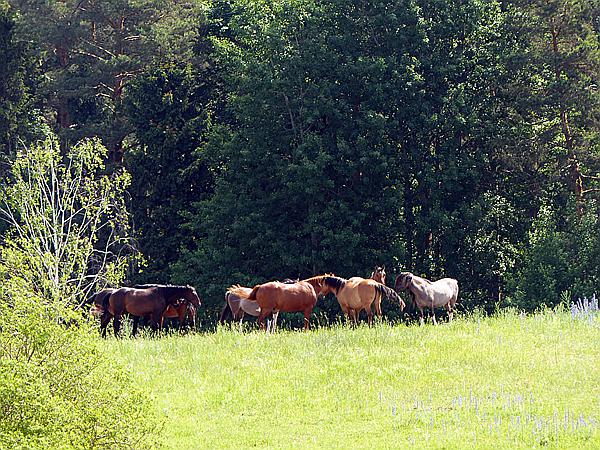 Foto:: Wanderung / Luknajno / 10.06.2019 (Foto,Fotos,Bilder,Bild,)