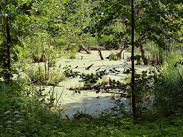 Foto:: Wanderung / Luknajno / 10.06.2019 (Foto,Fotos,Bilder,Bild,)