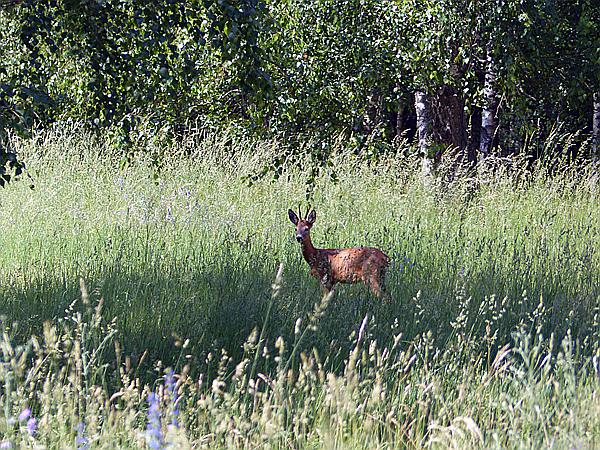Foto:: Wanderung / Luknajno / 10.06.2019 (Foto,Fotos,Bilder,Bild,)