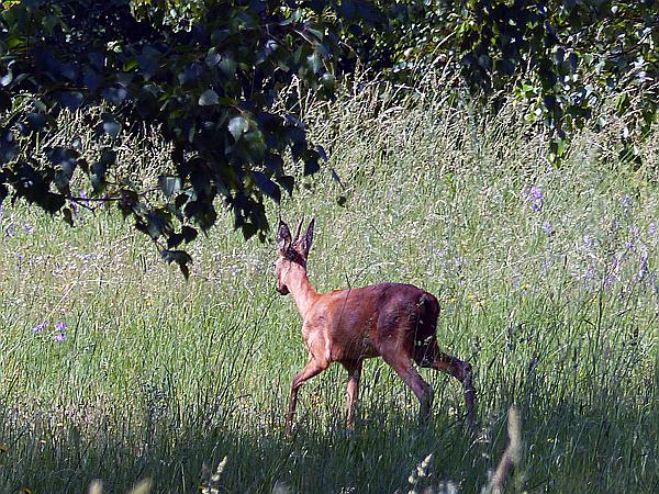 Foto:: Wanderung / Luknajno / 10.06.2019 (Foto,Fotos,Bilder,Bild,)