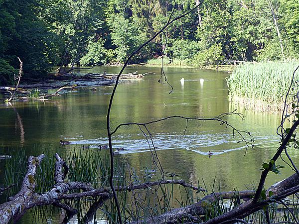 Foto:: Wanderung / Krutyn / 11.06.2019 (Foto,Fotos,Bilder,Bild,)