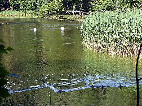 Foto:: Wanderung / Krutyn / 11.06.2019 (Foto,Fotos,Bilder,Bild,)
