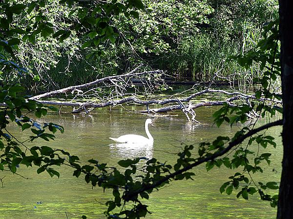 Foto:: Wanderung / Krutyn / 11.06.2019 (Foto,Fotos,Bilder,Bild,)