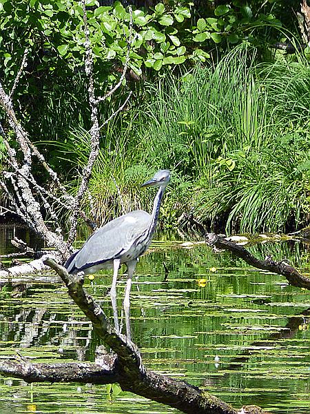 Foto:: Wanderung / Krutyn / 11.06.2019 (Foto,Fotos,Bilder,Bild,)