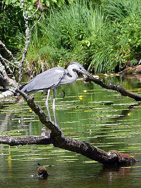 Foto:: Wanderung / Krutyn / 11.06.2019 (Foto,Fotos,Bilder,Bild,)