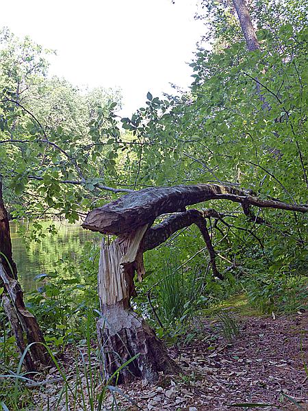 Foto:: Wanderung / Krutyn / 11.06.2019 (Foto,Fotos,Bilder,Bild,)