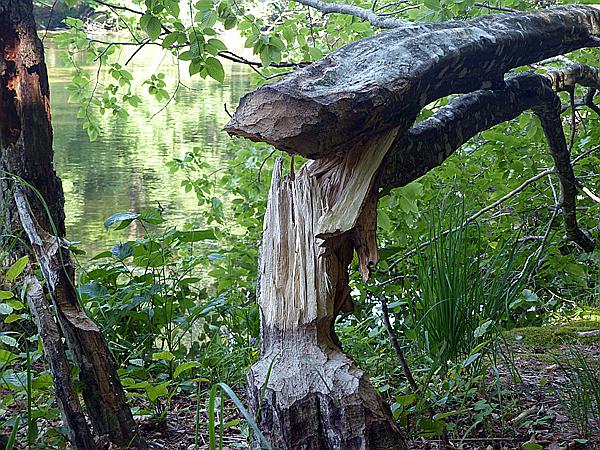 Foto:: Wanderung / Krutyn / 11.06.2019 (Foto,Fotos,Bilder,Bild,)