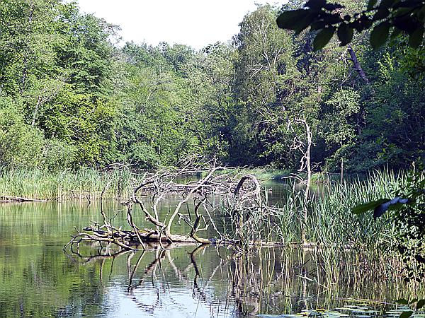 Foto:: Wanderung / Krutyn / 11.06.2019 (Foto,Fotos,Bilder,Bild,)