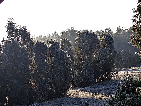 Foto:: Winterwanderung / Oberhaverbeck / 02.01.2020 (Foto,Fotos,Bilder,Bild,)