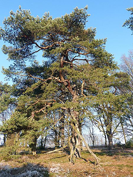 Foto:: Winterwanderung / Oberhaverbeck / 02.01.2020 (Foto,Fotos,Bilder,Bild,)