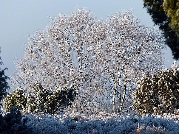 Foto:: Winterwanderung / Oberhaverbeck / 02.01.2020 (Foto,Fotos,Bilder,Bild,)