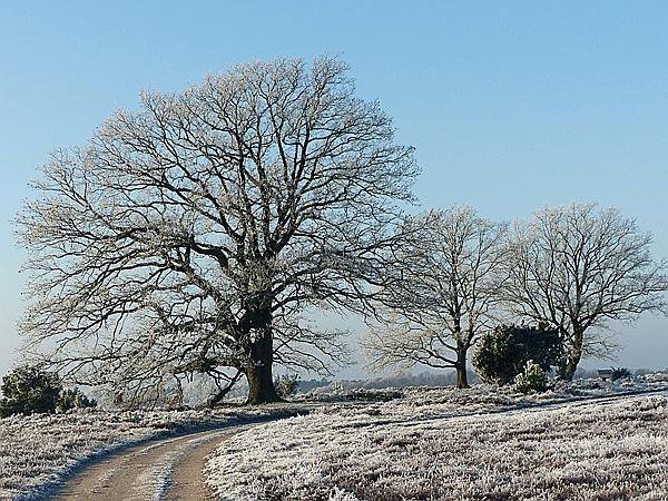 Foto:: Winterwanderung / Oberhaverbeck / 02.01.2020 (Foto,Fotos,Bilder,Bild,)