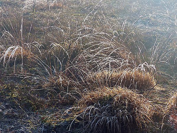 Foto:: Winterwanderung / Oberhaverbeck / 02.01.2020 (Foto,Fotos,Bilder,Bild,)