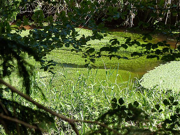 Foto:: Altschlosspfad / Eppenbrunn / 18.05.2020 (Foto,Fotos,Bilder,Bild,)