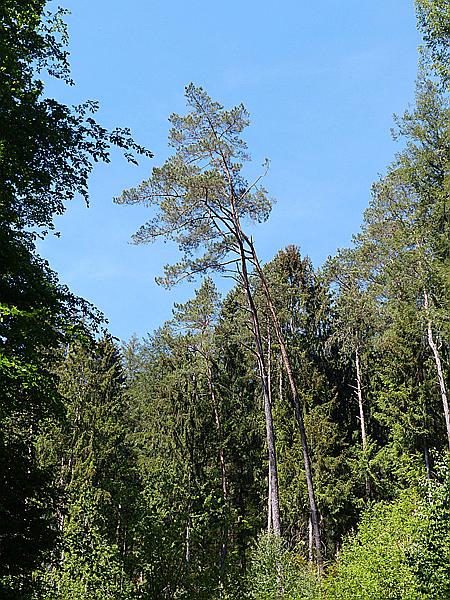 Foto:: Altschlosspfad / Eppenbrunn / 18.05.2020 (Foto,Fotos,Bilder,Bild,)