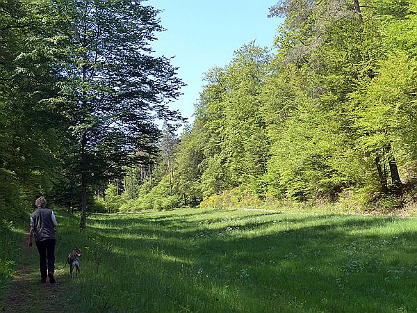 Foto:: Altschlosspfad / Eppenbrunn / 18.05.2020 (Foto,Fotos,Bilder,Bild,)
