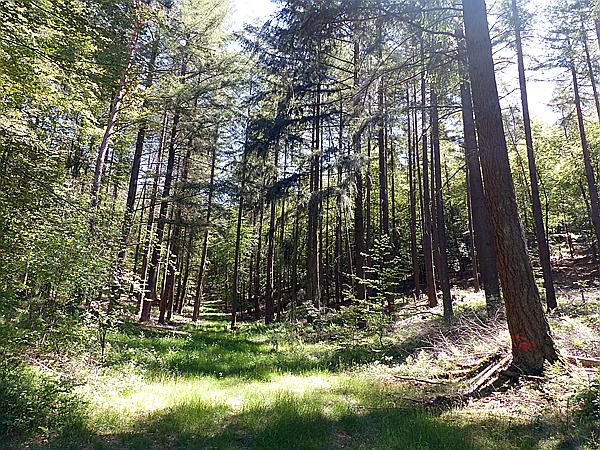 Foto:: Altschlosspfad / Eppenbrunn / 18.05.2020 (Foto,Fotos,Bilder,Bild,)