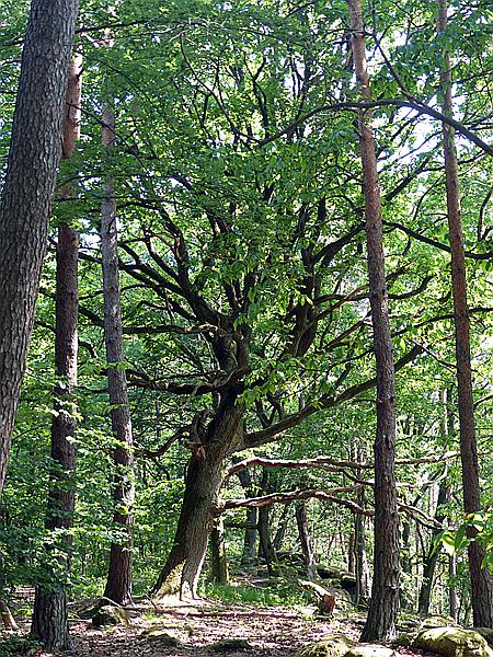 Foto:: Ganerbenweg / Bad Duerkheim / 20.05.2020 (Foto,Fotos,Bilder,Bild,)