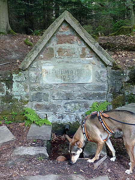 Foto:: Ganerbenweg / Bad Duerkheim / 20.05.2020 (Foto,Fotos,Bilder,Bild,)