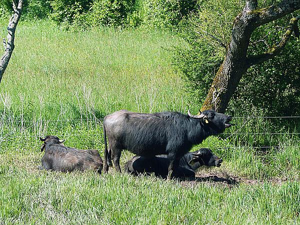 Foto:: Wasserbüffel / Bundenthal / 21.05.2020 (Foto,Fotos,Bilder,Bild,)