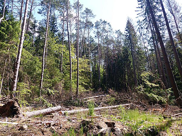 Foto:: Spaziergang / Eppenbrunn / 21.05.2020 (Foto,Fotos,Bilder,Bild,)