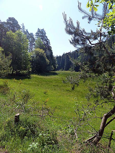 Foto:: Spaziergang / Eppenbrunn / 21.05.2020 (Foto,Fotos,Bilder,Bild,)