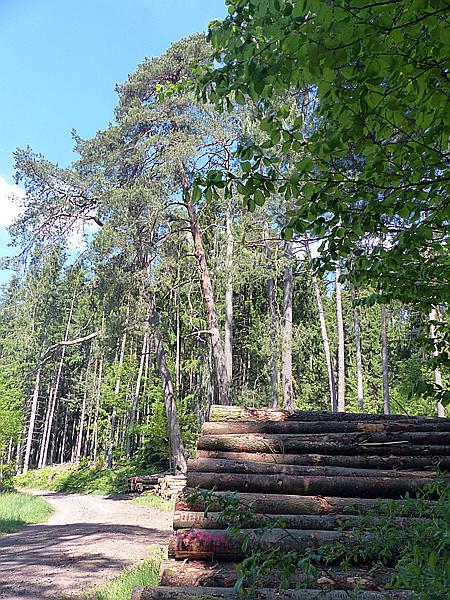 Foto:: Spaziergang / Eppenbrunn / 21.05.2020 (Foto,Fotos,Bilder,Bild,)