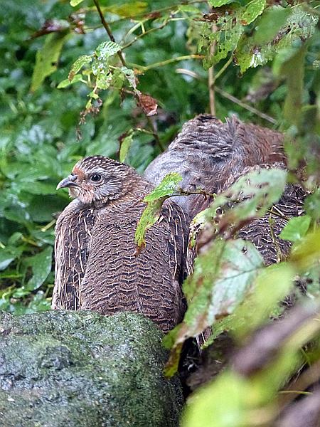 Foto:: Tierfreigehege / Altschoenau / 28.09.2020 (Foto,Fotos,Bilder,Bild,)