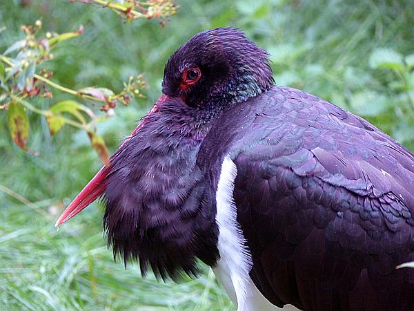 Foto:: Tierfreigehege / Altschoenau / 28.09.2020 (Foto,Fotos,Bilder,Bild,)