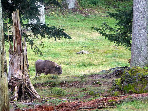 Foto:: Tierfreigehege / Altschoenau / 28.09.2020 (Foto,Fotos,Bilder,Bild,)