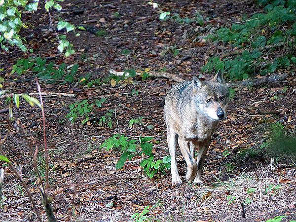 Foto:: Tierfreigehege / Altschoenau / 28.09.2020 (Foto,Fotos,Bilder,Bild,)