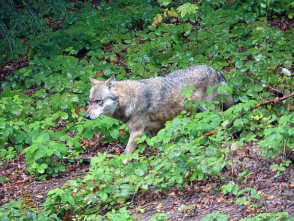 Foto:: Tierfreigehege / Altschoenau / 28.09.2020 (Foto,Fotos,Bilder,Bild,)