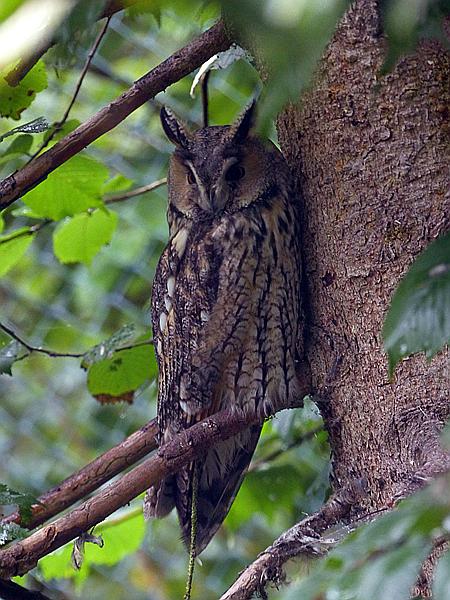 Foto:: Tierfreigehege / Altschoenau / 28.09.2020 (Foto,Fotos,Bilder,Bild,)