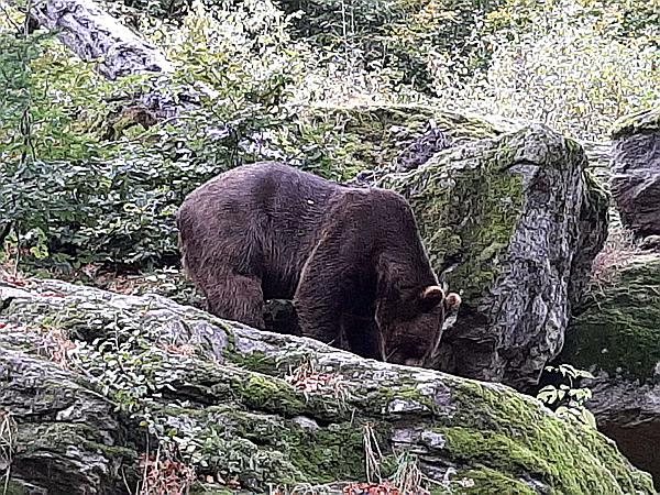 Foto:: Tierfreigehege / Altschoenau / 28.09.2020 (Foto,Fotos,Bilder,Bild,)