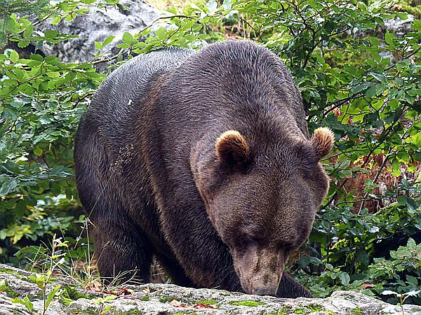 Foto:: Tierfreigehege / Altschoenau / 28.09.2020 (Foto,Fotos,Bilder,Bild,)