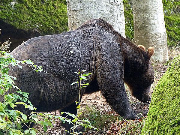 Foto:: Tierfreigehege / Altschoenau / 28.09.2020 (Foto,Fotos,Bilder,Bild,)