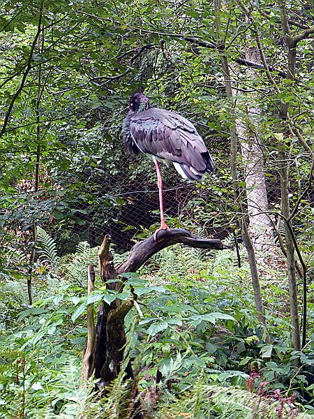 Foto:: Tierfreigehege / Altschoenau / 28.09.2020 (Foto,Fotos,Bilder,Bild,)