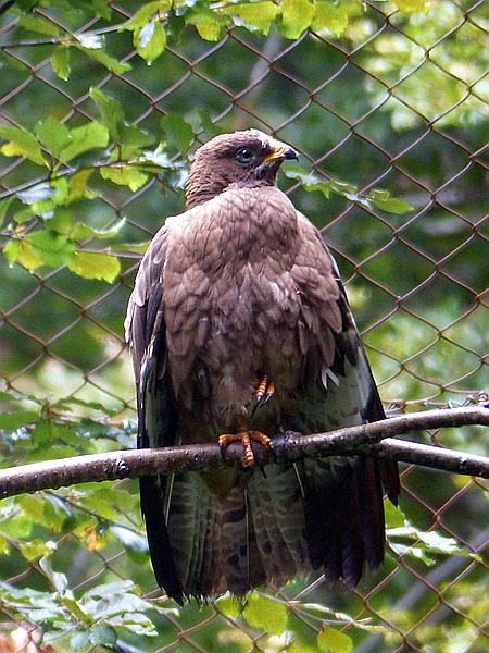 Foto:: Tierfreigehege / Altschoenau / 28.09.2020 (Foto,Fotos,Bilder,Bild,)